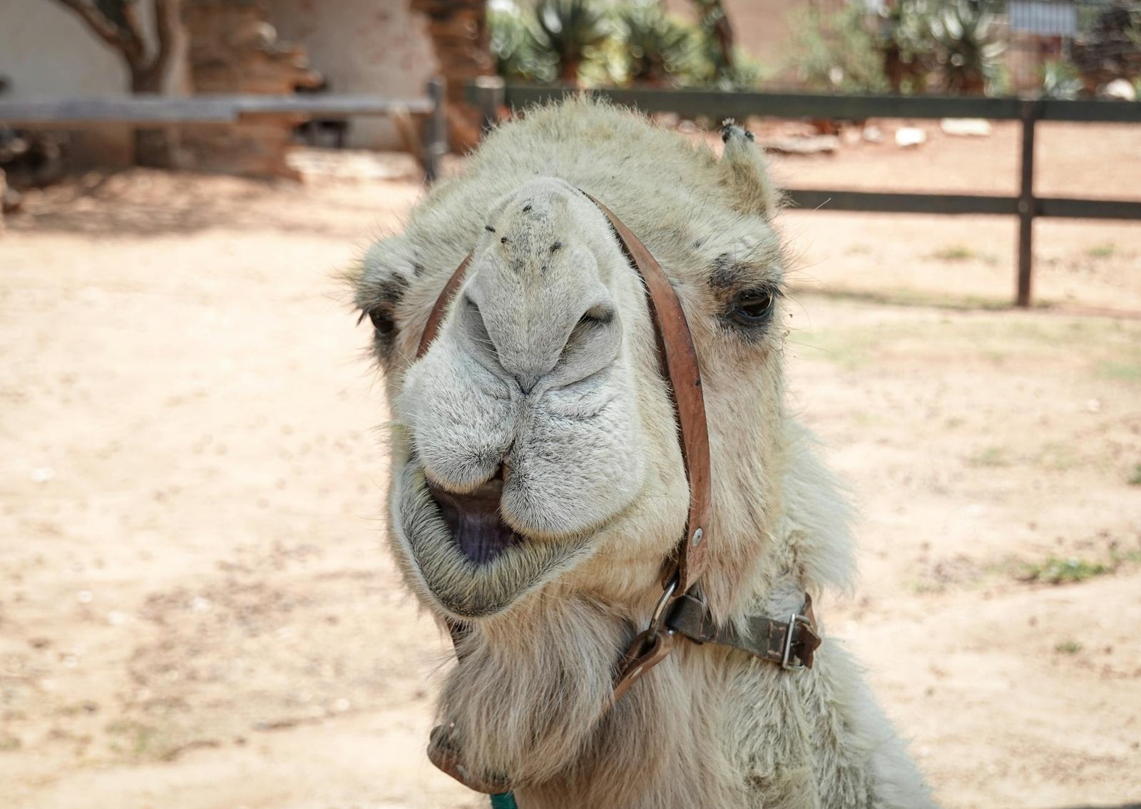 close up shot of a camel