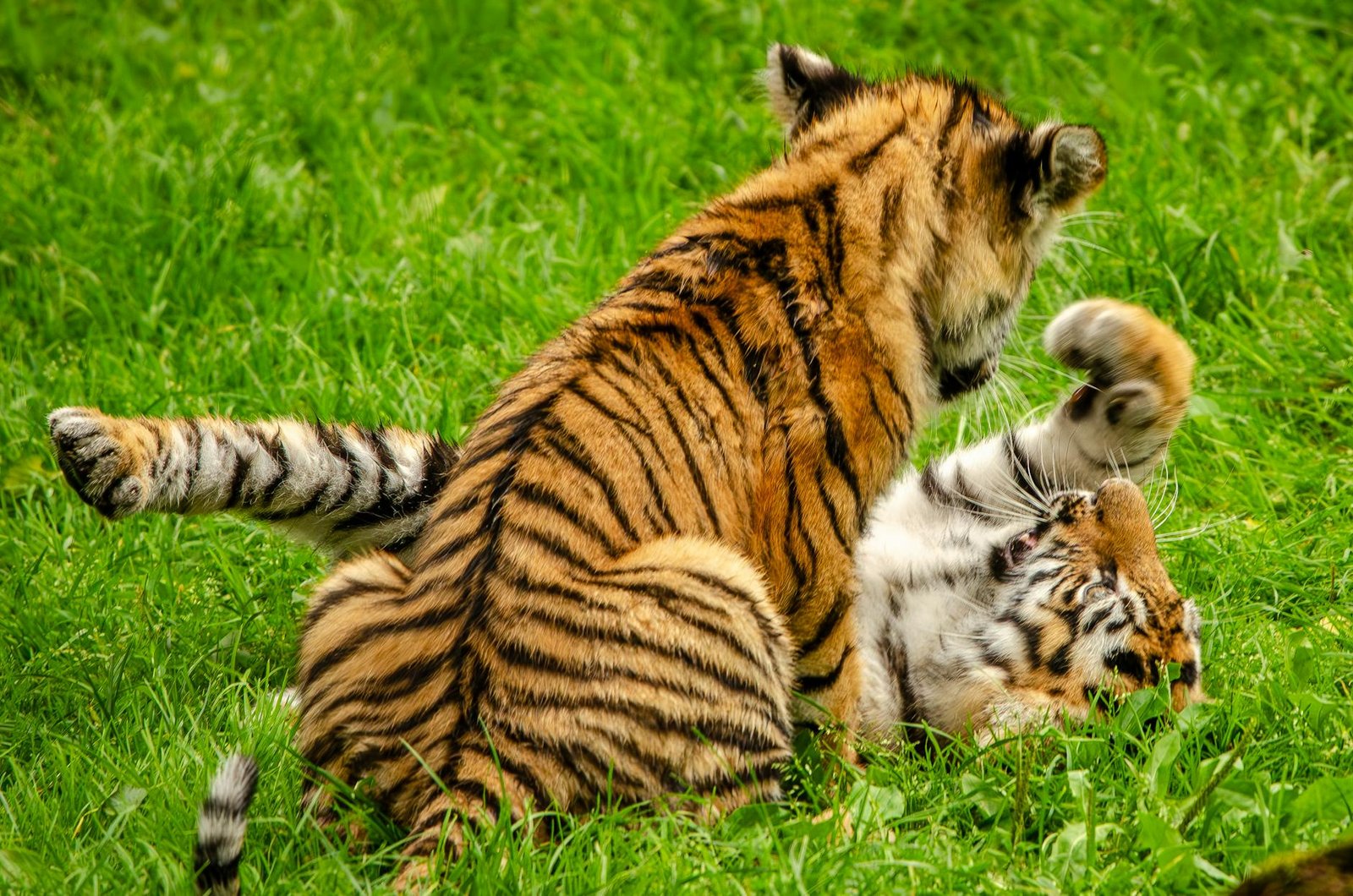 tigerstreifen in miniatur