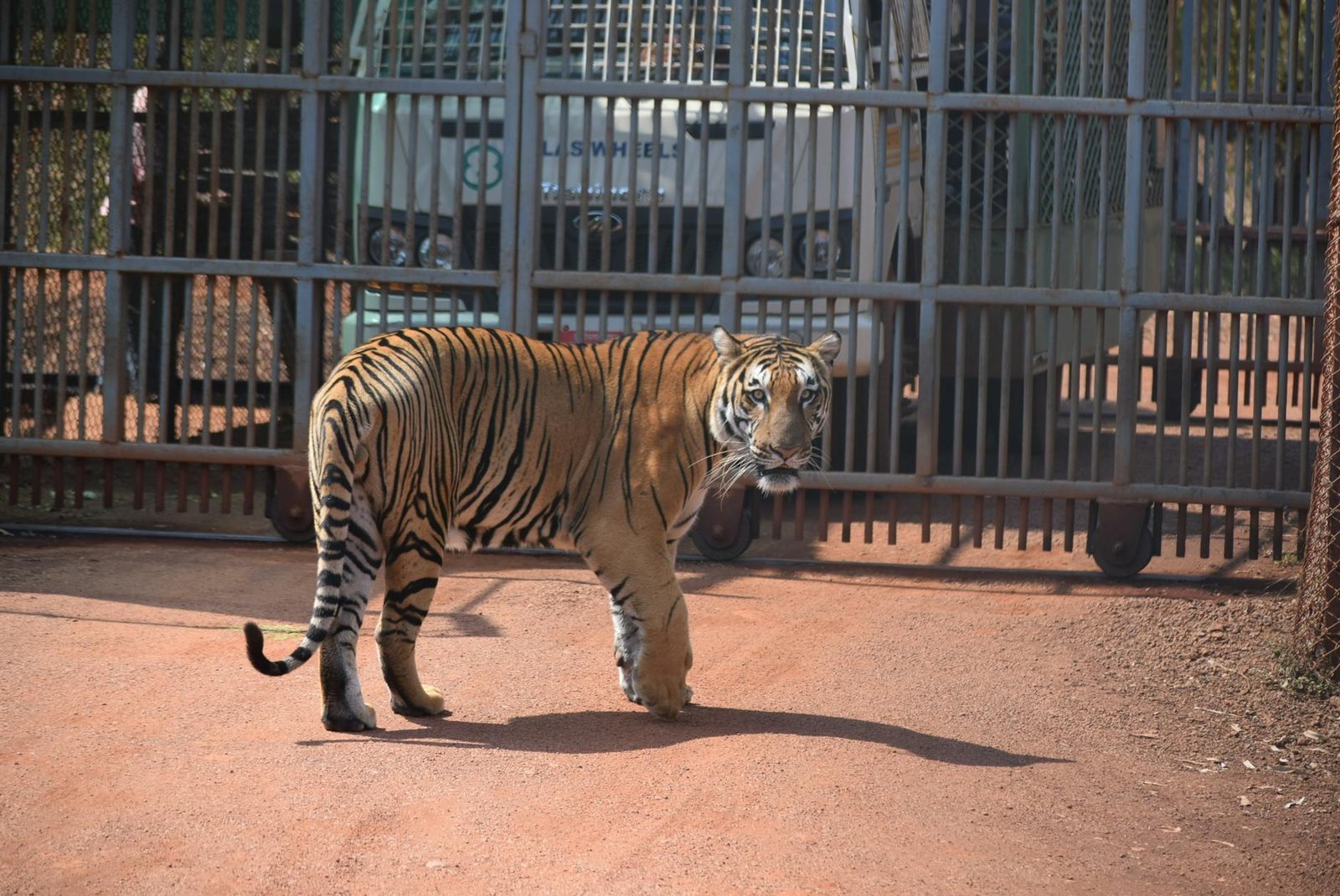 tiger standing near the metal fence